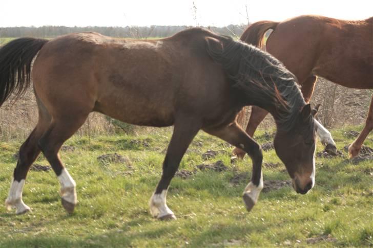 Anden særlig race Samson<33 My soulmate<33 - Jeg er da bare for lækker<33 (nr.19) billede 19