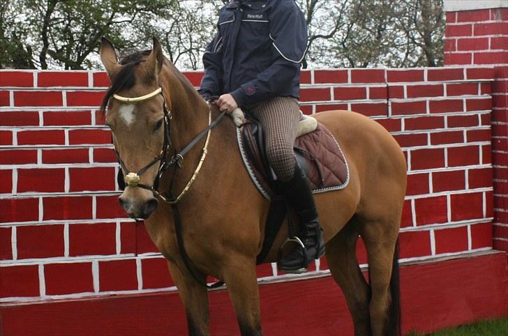 Anglo Araber (AA) Valentino  - RIR 10 billede 6