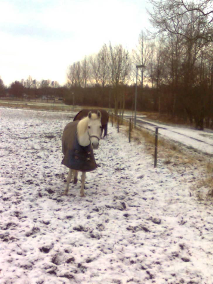 Anden særlig race julle  billede 12