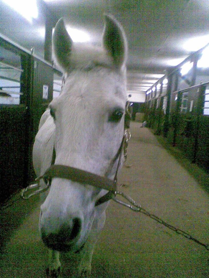 Anden særlig race julle  billede 13