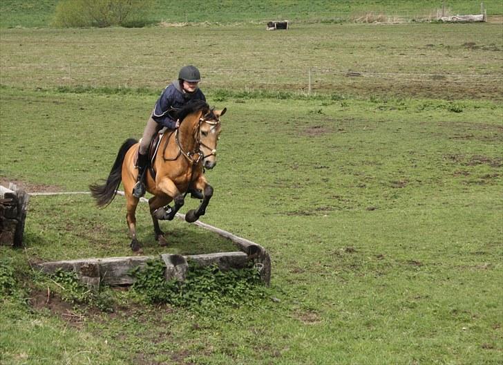 Anglo Araber (AA) Valentino  - Banket på RIR 2010 billede 9