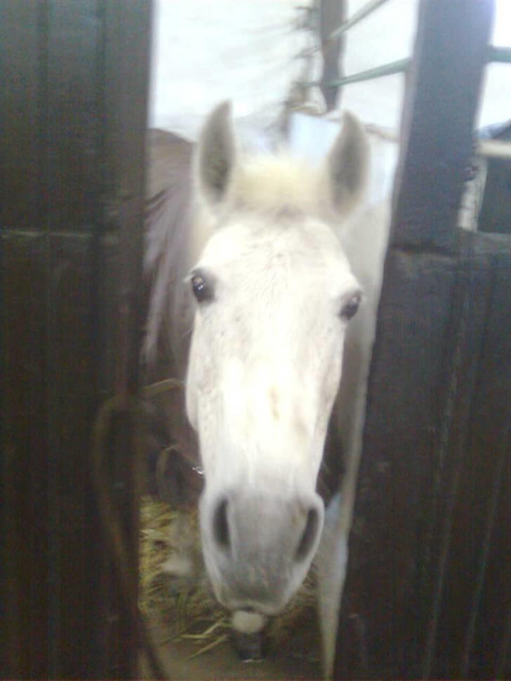 Anden særlig race julle  billede 15