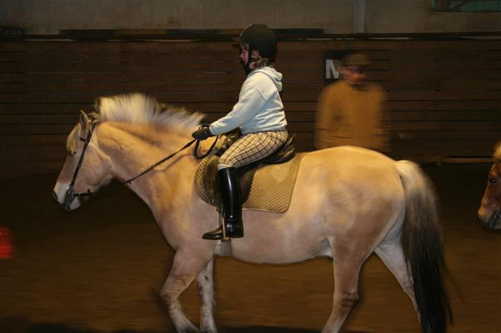 Fjordhest Buller - Frederikke og Buller rider og skal til at springe billede 4