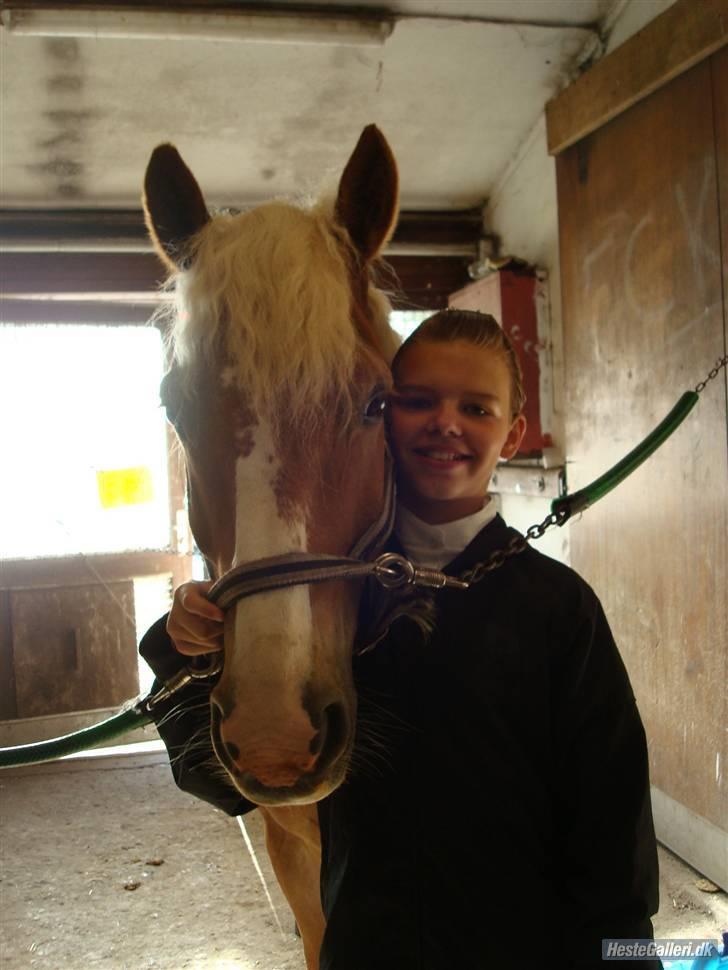 Haflinger Nicky Liberty R.I.P. billede 1