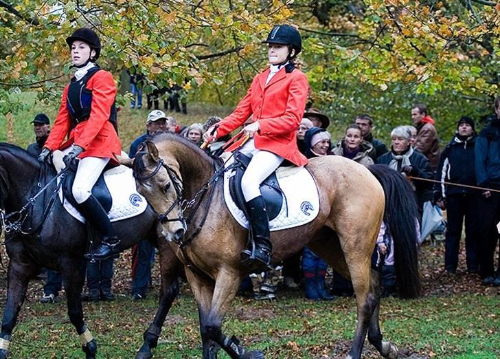 Anglo Araber (AA) Valentino  - Hubertusjagt i Dyrehaven 2006 billede 13