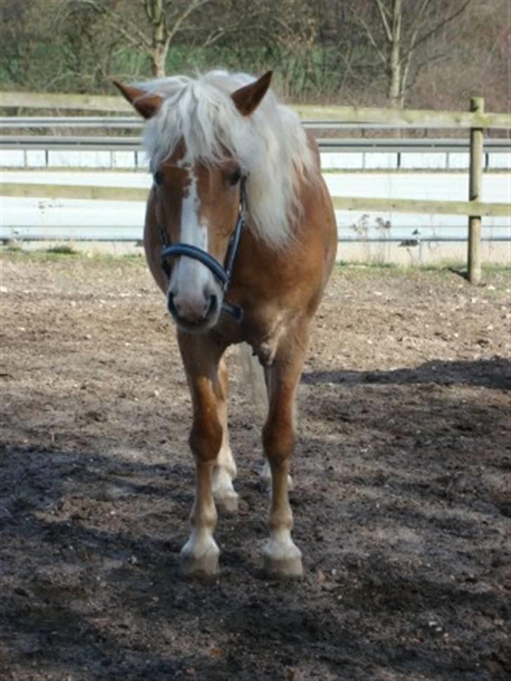 Haflinger Nicky Liberty R.I.P. billede 4