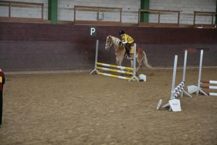 Haflinger Nicky Liberty R.I.P. billede 5