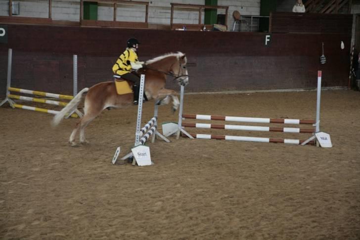 Haflinger Nicky Liberty R.I.P. - Det skal lige siges at jeg ikke har fået så meget undervisning i spring<3 Også er det mit første spring stævne. og jeg er mest til dressur billede 6