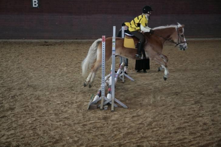 Haflinger Nicky Liberty R.I.P. billede 7