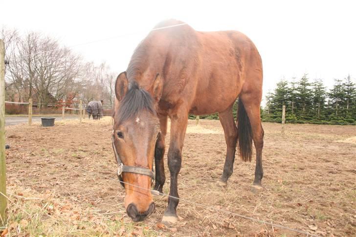 Lusitano Bela billede 6