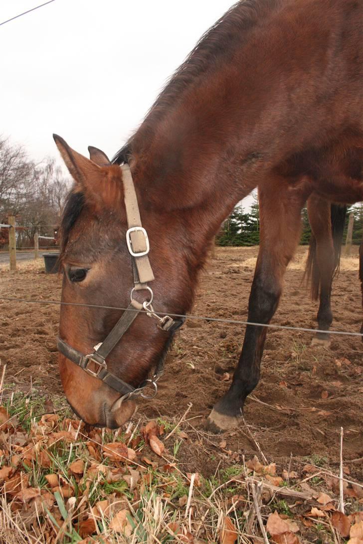 Lusitano Bela billede 7