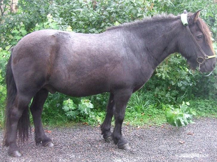 Islænder Múninn fra Lykkegården - Velkommen til Múninn fra Lykkegården´s profil, håber i nyder den :D billede 1