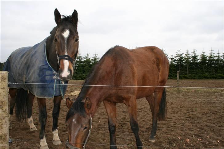 Lusitano Bela billede 8