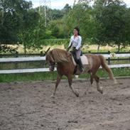 Welsh Cob (sec D) Thibaud