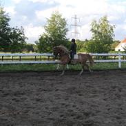 Welsh Cob (sec D) Thibaud