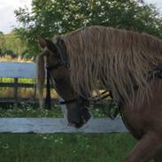 Welsh Cob (sec D) Thibaud