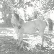 Fjordhest Justmindes Selma