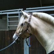 Fjordhest Justmindes Selma