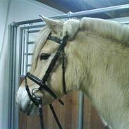 Fjordhest Justmindes Selma