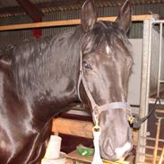 Oldenborg Montana Vestermølle