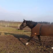 Oldenborg Montana Vestermølle