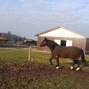 Oldenborg Montana Vestermølle