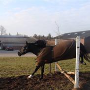 Oldenborg Montana Vestermølle