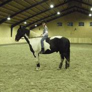 Anden særlig race Snoppy (Solgt)