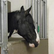 Anden særlig race Snoppy (Solgt)