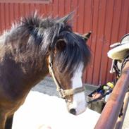 Welsh Pony (sec B) Springbourne Huckleberry! (Solgt)