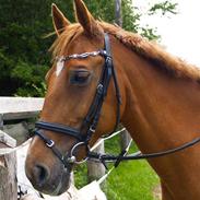 Frederiksborg Termina