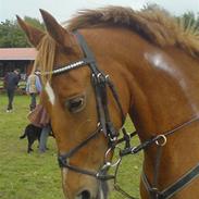 Frederiksborg Termina