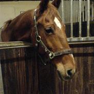 Frederiksborg Termina