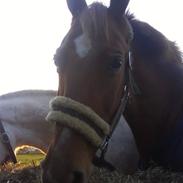 Frederiksborg Termina