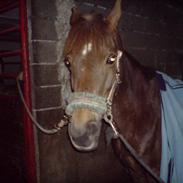 Anden særlig race Vestergårds Diamond.