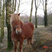Islænder Chasi the horse of heaven - rest in peace my love