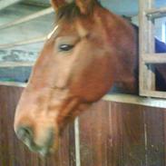 Traver Follow the game