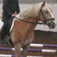 Haflinger Arion<'3*gammel part*