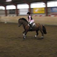 Irsk Sportspony Attyrory Lady SOLGT