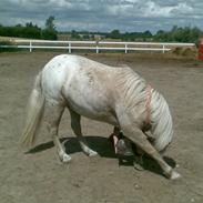 Anden særlig race Sputnik <3