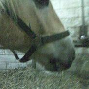 Haflinger Arion<'3*gammel part*