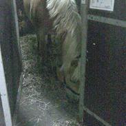 Haflinger Arion<'3*gammel part*