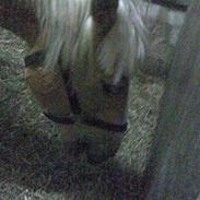Haflinger Arion<'3*gammel part*