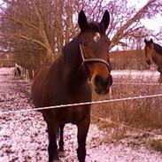 Anden særlig race Lukas Aflivet!;(<3