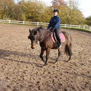 Anden særlig race Ambrosius.