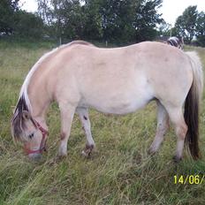 Fjordhest Hestehuset`s Flora SOLGT