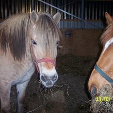 Fjordhest Hestehuset`s Flora SOLGT