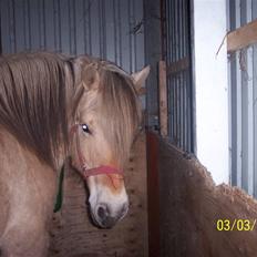Fjordhest Hestehuset`s Flora SOLGT