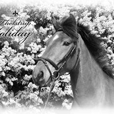 Anden særlig race Holiday