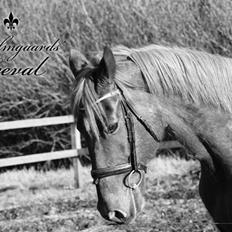 Anden særlig race Lydholmgaards Keeval